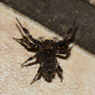 Image of Longleg Dandy Jumping Spider