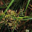 Image of Carex multispiculata Luceño & Martín-Bravo