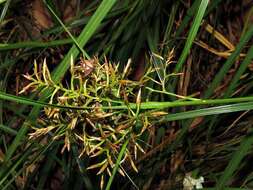 Image of Carex multispiculata Luceño & Martín-Bravo