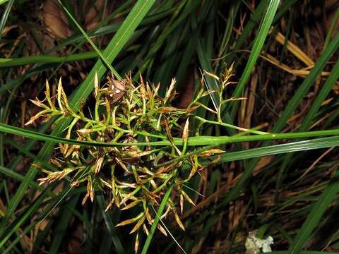 Image of Carex multispiculata Luceño & Martín-Bravo