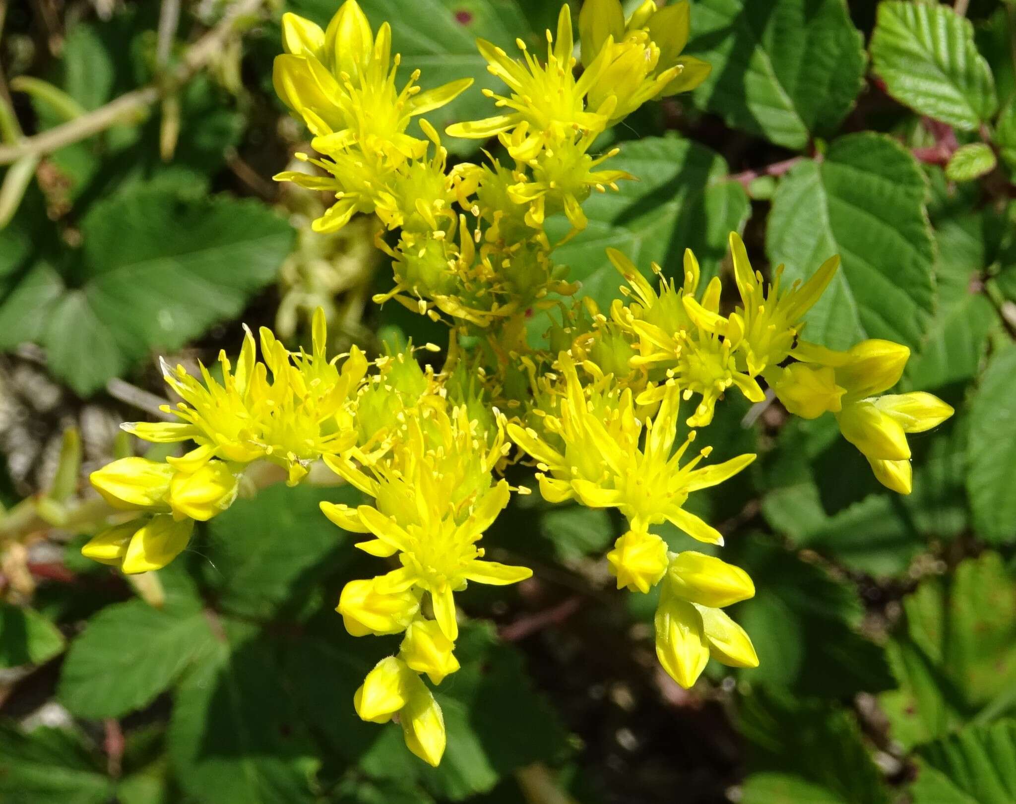 Image de Petrosedum orientale