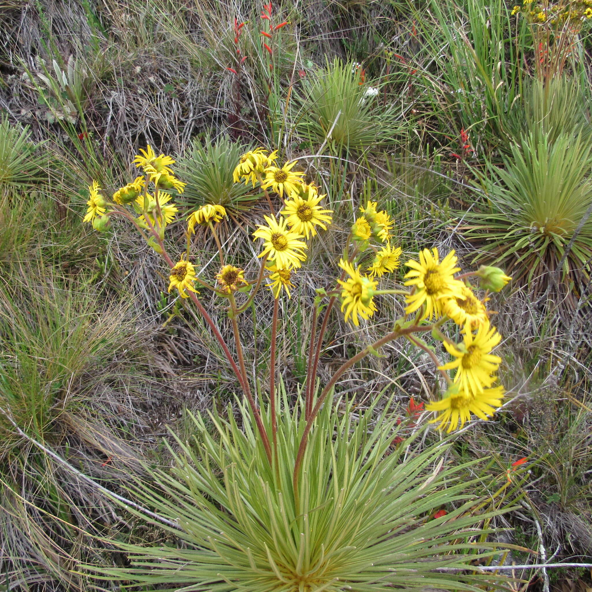 Image of Paramiflos glandulosus (Cuatrec.) Cuatrec.