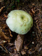 صورة Russula violeipes Quél. 1898