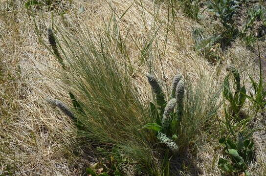 Image of Veronica plantaginea E. James