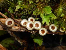 Image of Nidula niveotomentosa (Henn.) Lloyd 1910