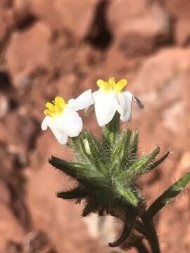 Imagem de Oreocarya capitata Eastw.