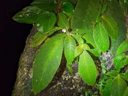 Image of Amalophyllon macrophyllum (Wiehler) Boggan, L. E. Skog & Roalson