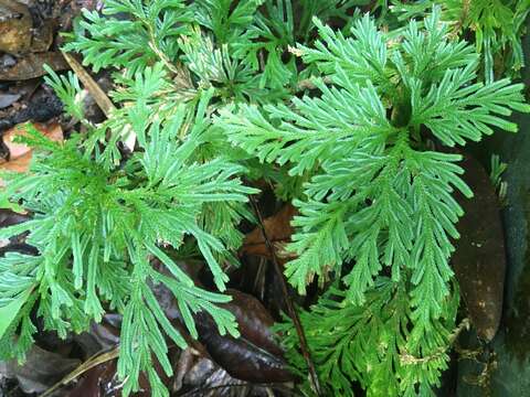 Image of electric fern