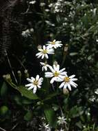 Image of Sticky daisy bush