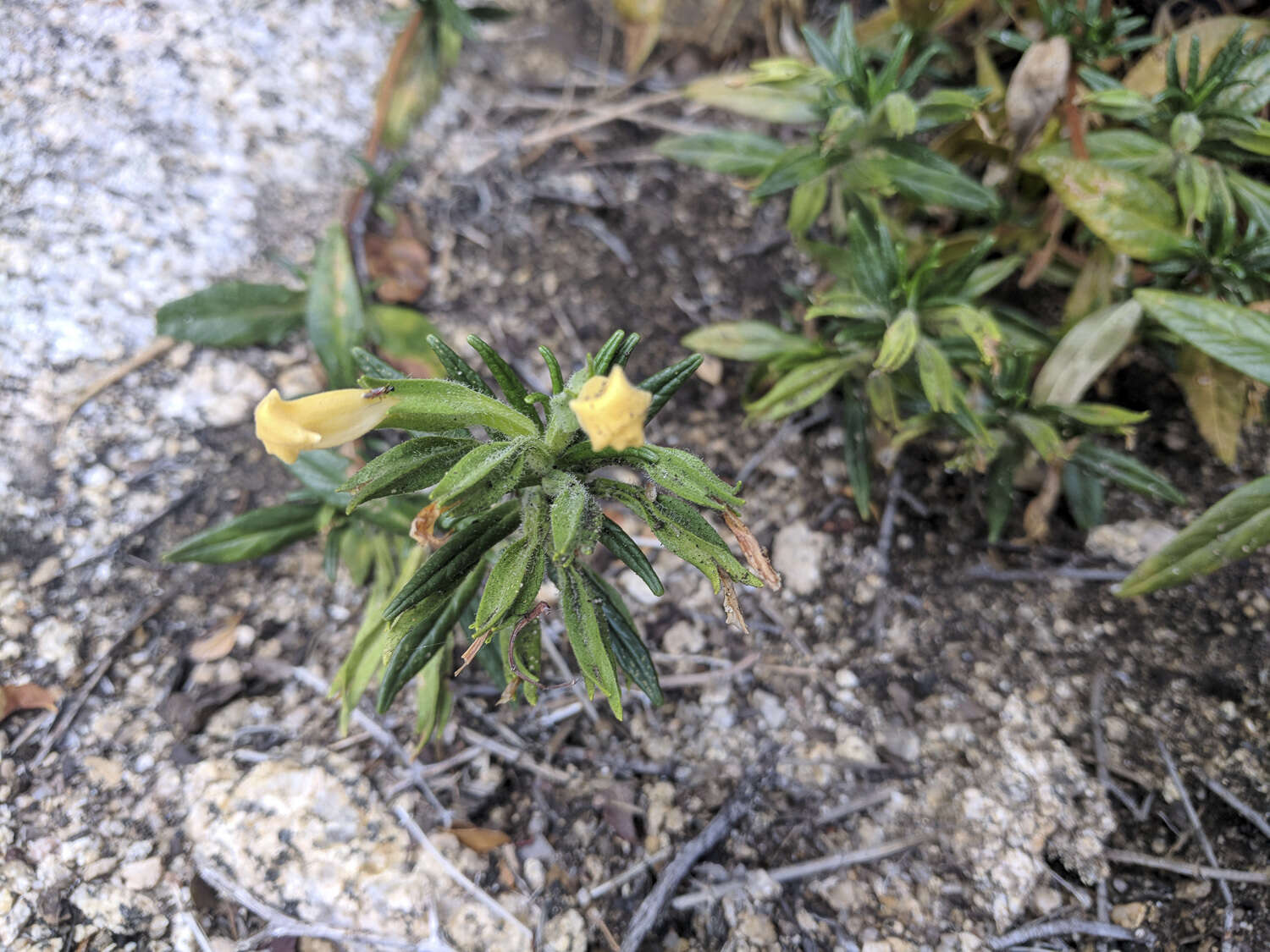 Image of southern bush monkeyflower