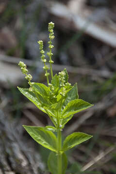 Imagem de Mercurialis ovata Sternb. & Hoppe