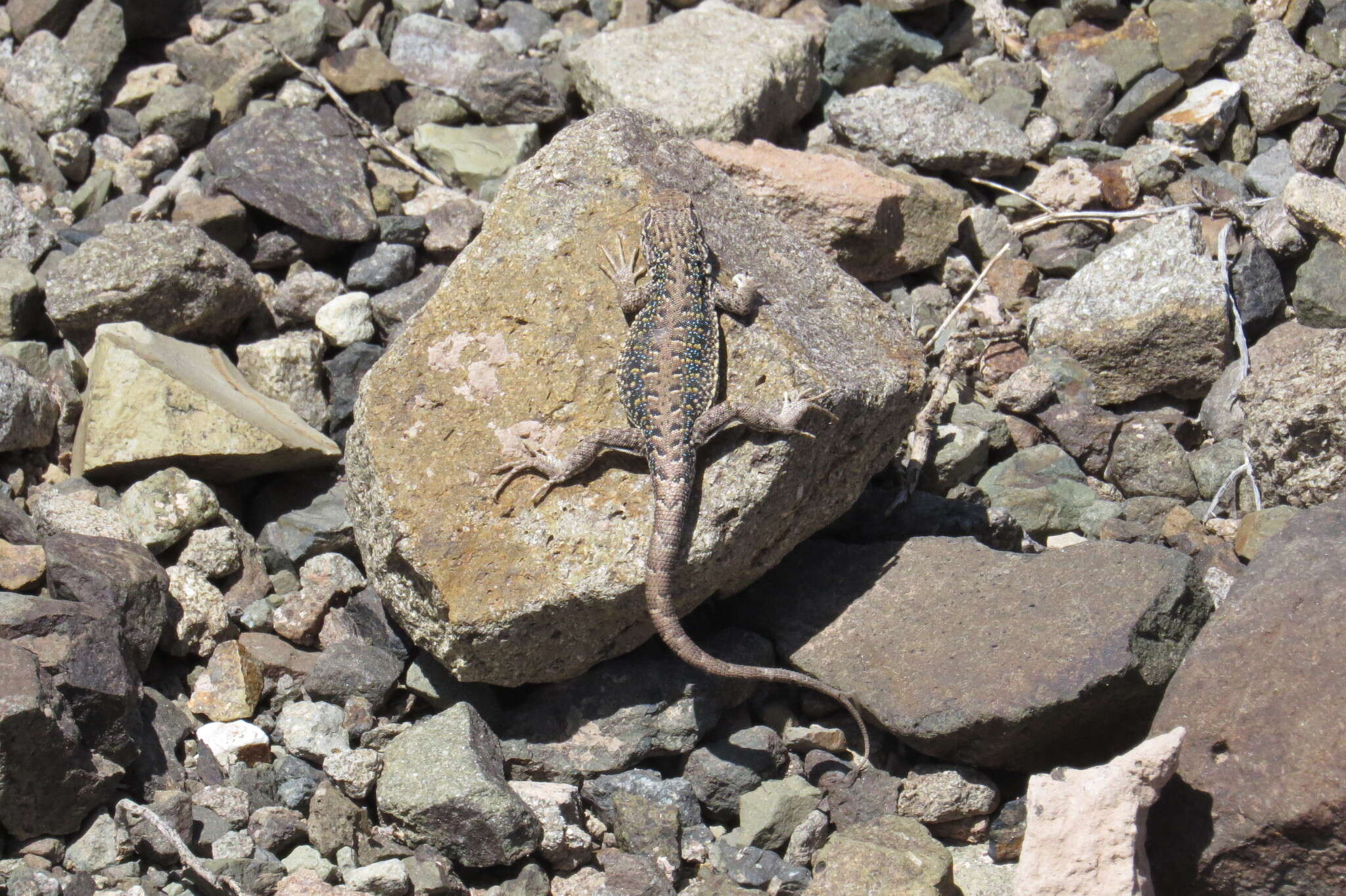 Image of Ruibal's Tree Iguana