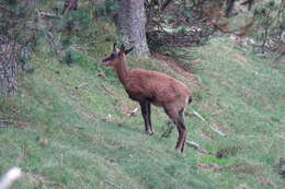 Image of Abruzzo Chamois