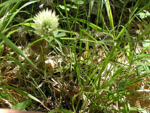 Image of Trifolium caucasicum Tausch