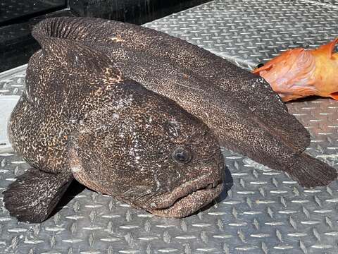 Image of Bering wolffish