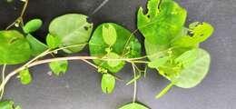 Sivun Euphorbia delicatula Boiss. kuva