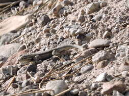 Image of Bell's spiny lizard