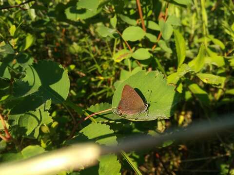 صورة Satyrium liparops fletcheri