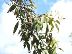 Слика од Eucalyptus latisinensis K. D. Hill