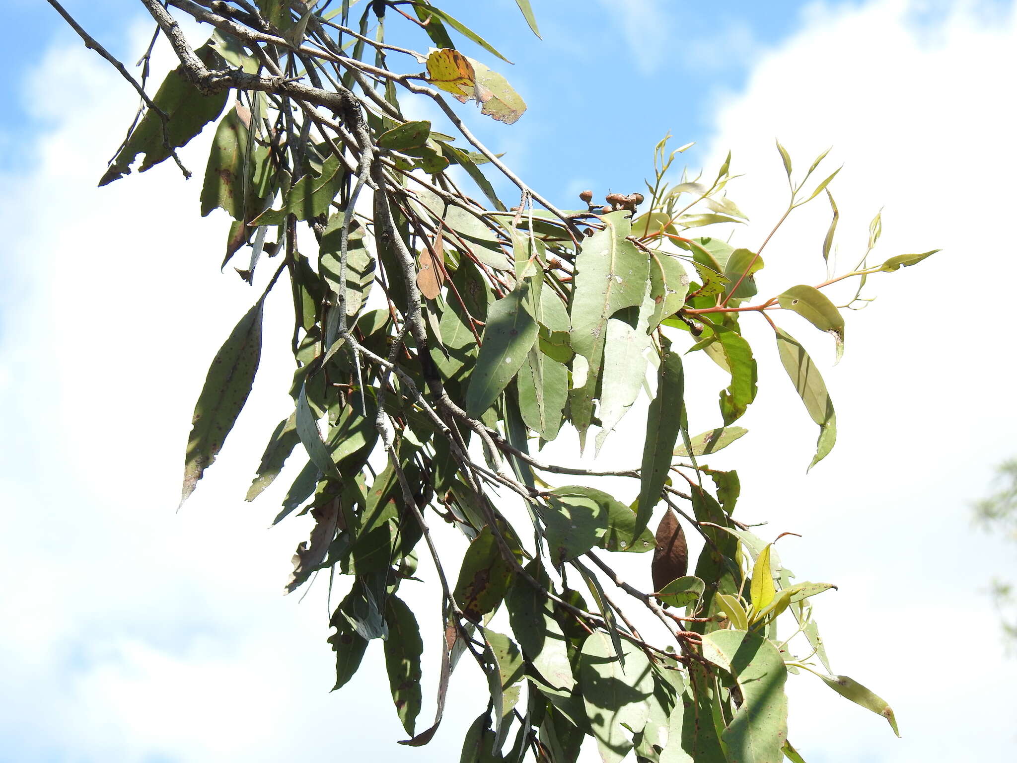 Image of Eucalyptus latisinensis K. D. Hill