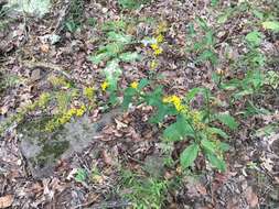 Image of <i>Solidago <i>ulmifolia</i></i> var. ulmifolia