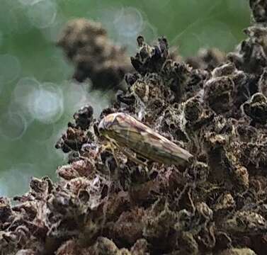 Image of Leafhopper