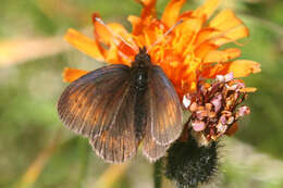 Image of Erebia epiphron valesiana Meyer-Dür 1851