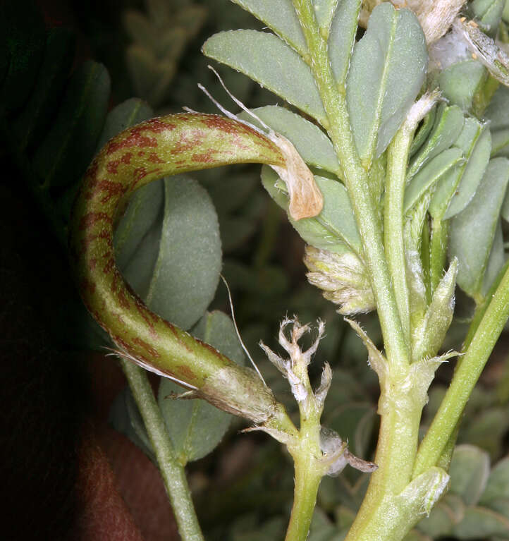 Imagem de Astragalus iodanthus var. iodanthus