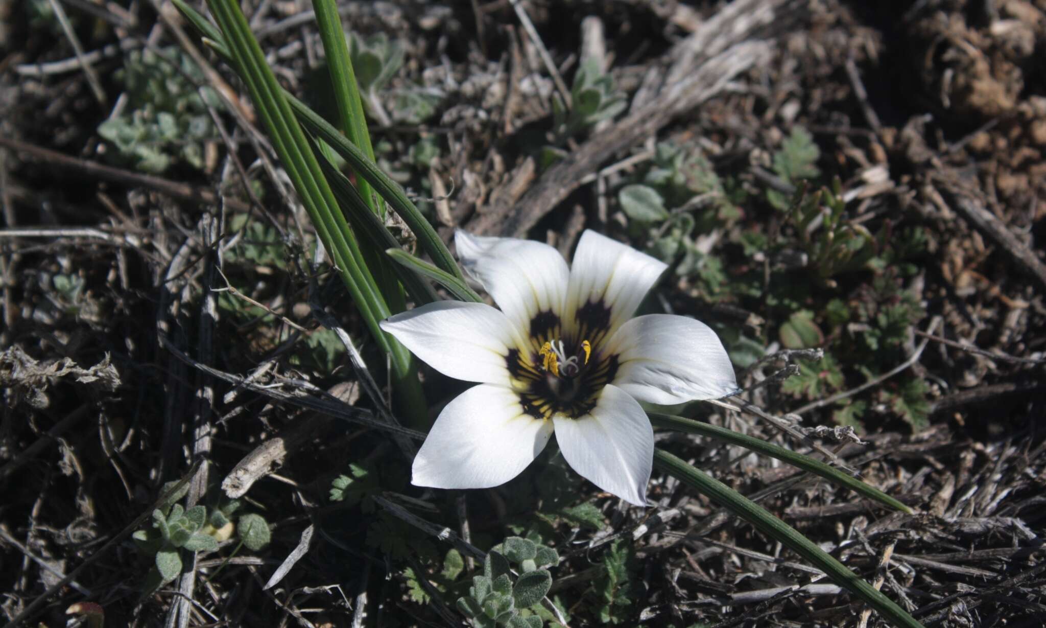 Image of Romulea luteiflora (M. P. de Vos) M. P. de Vos