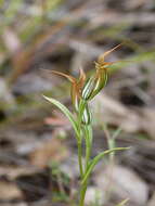 Image of Jug orchid