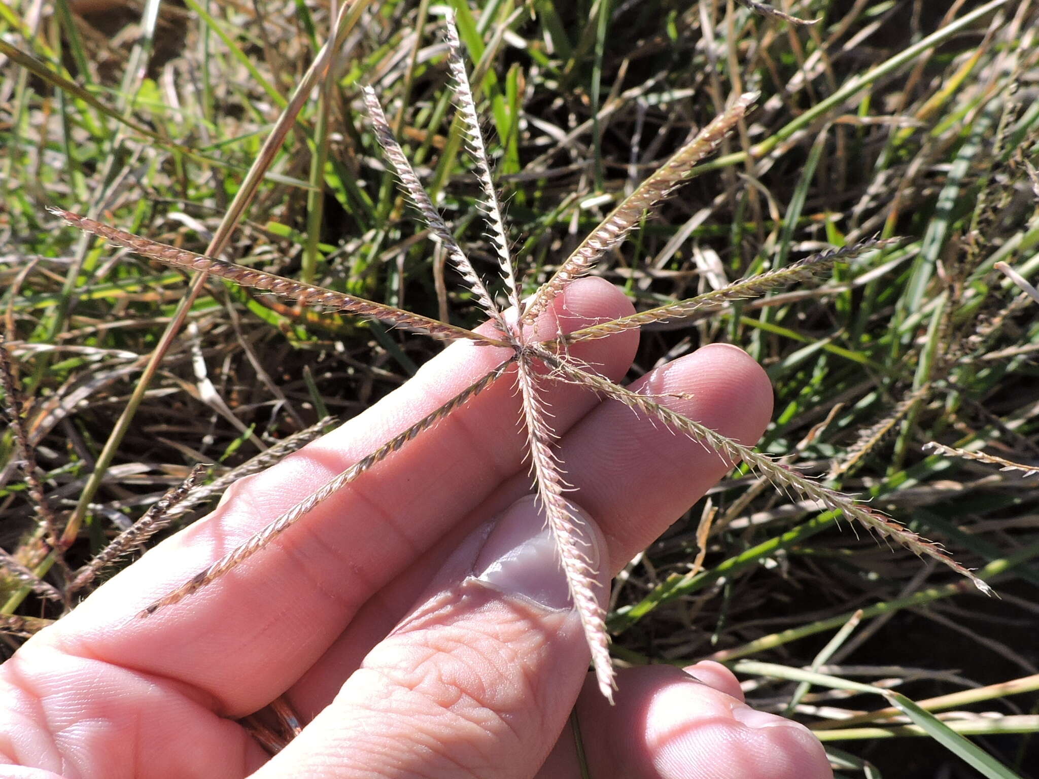 Plancia ëd Chloris verticillata Nutt.