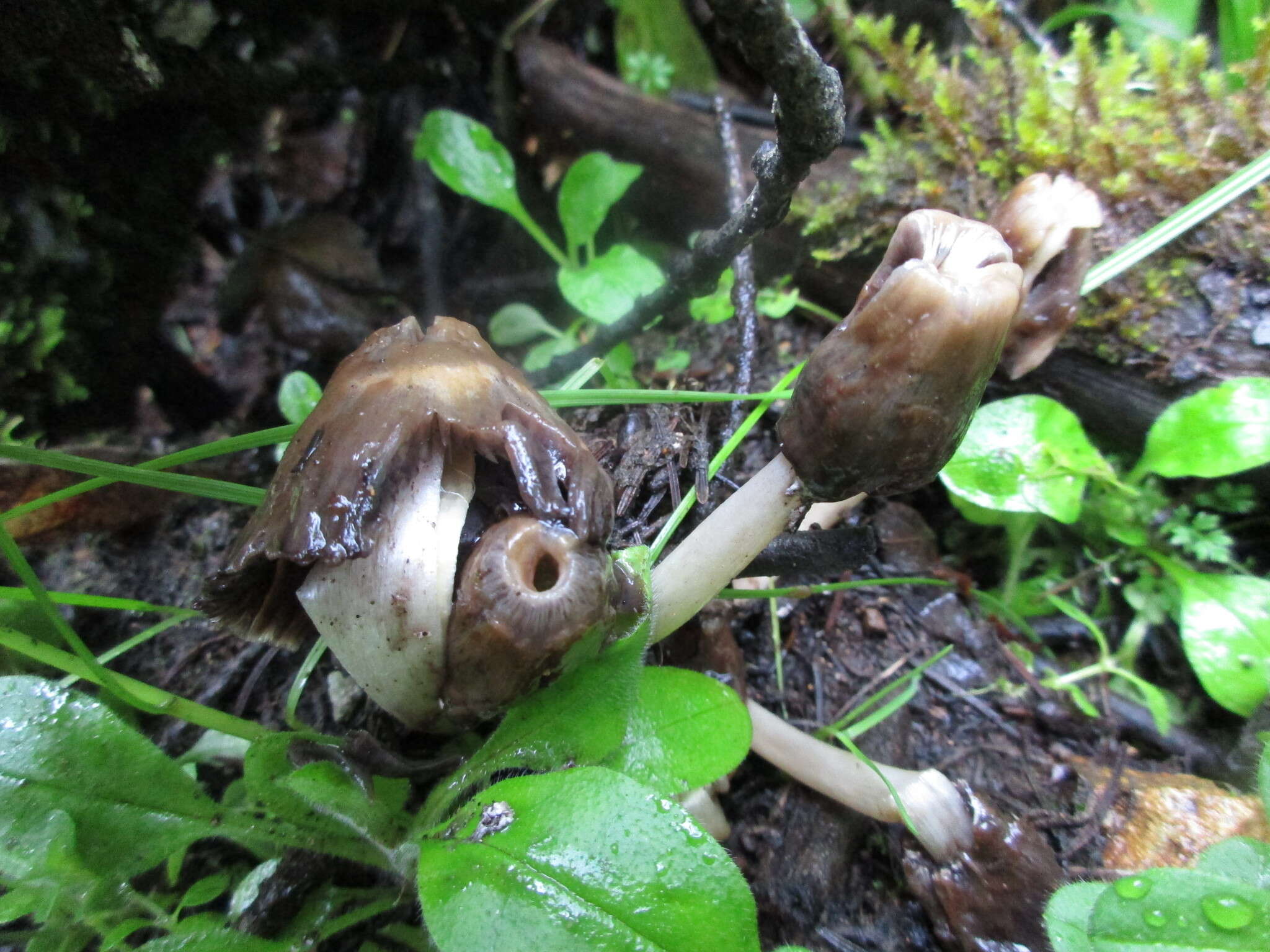 Image of Thimble morel