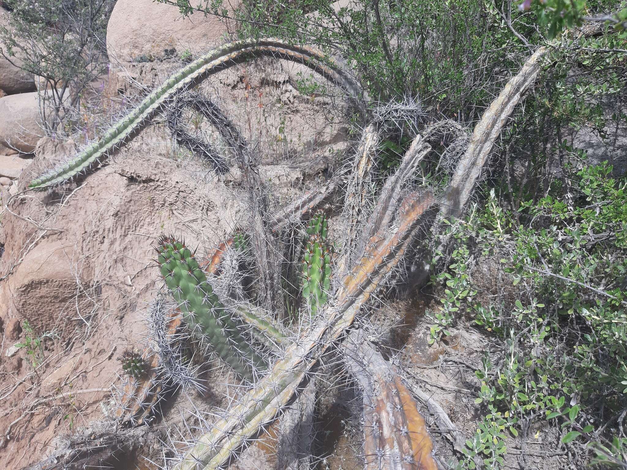 Corryocactus aureus (F. A. C. Weber) Hutchison resmi