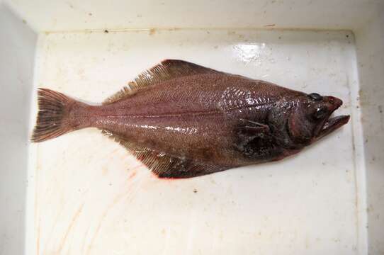 Image of Arrowtooth flounder