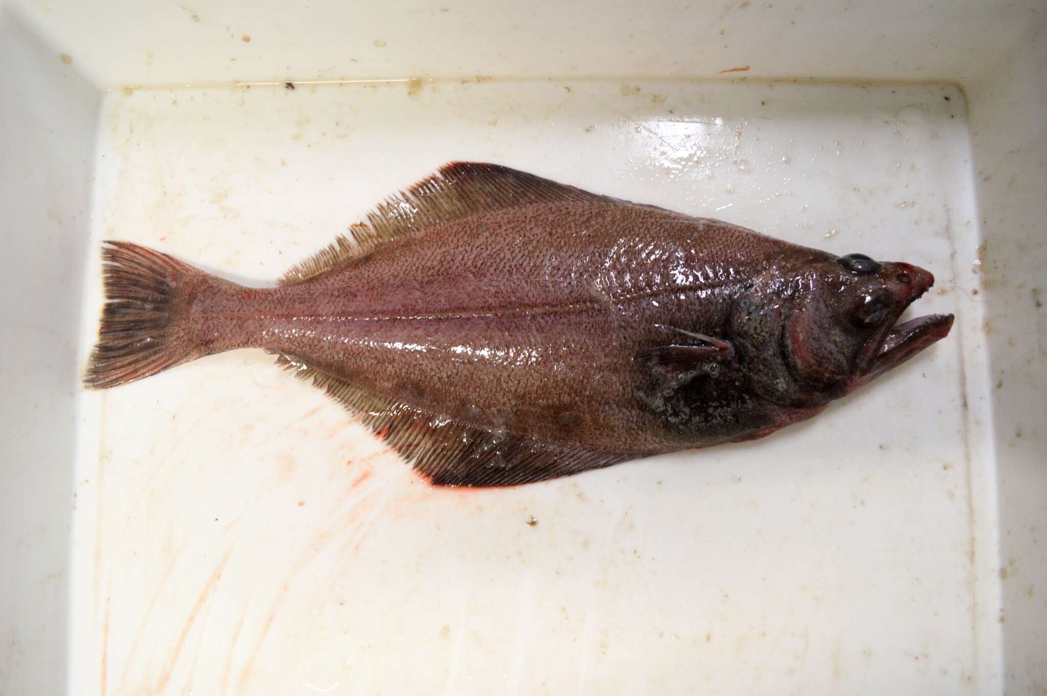 Image of Arrowtooth flounder