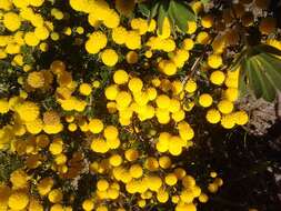 Image of Acacia lasiocarpa Benth.