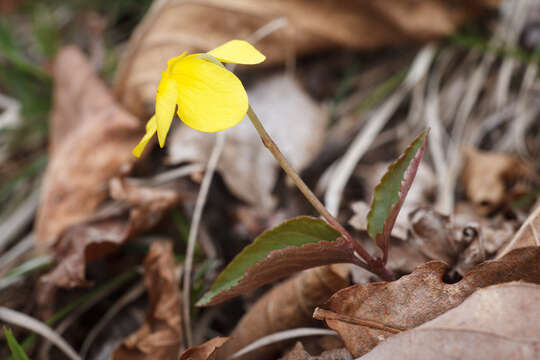 Sivun Viola orientalis (Maxim.) W. Beck. kuva