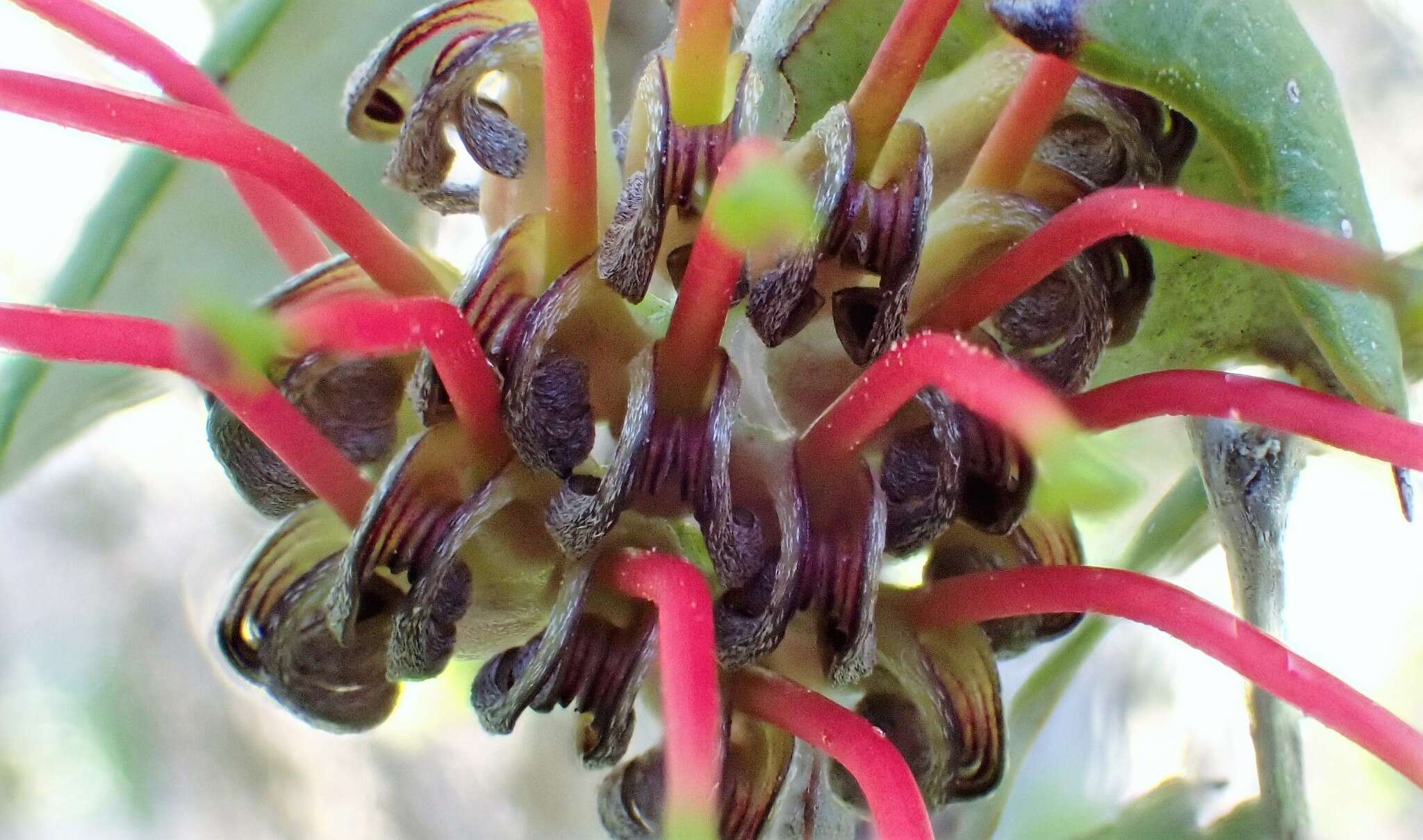 Image of Grevillea ilicifolia (R. Br.) R. Br.