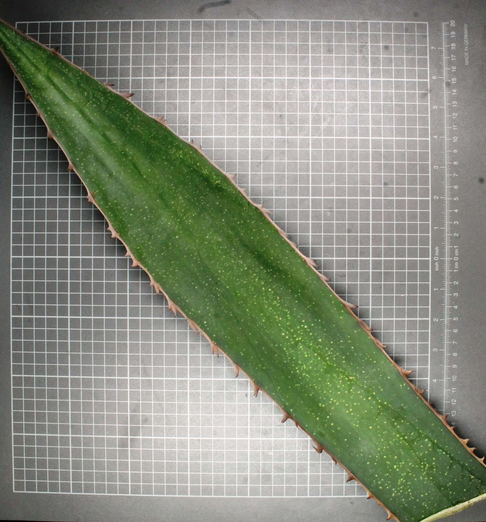 Image of Agave obscura Schiede ex Schltdl.