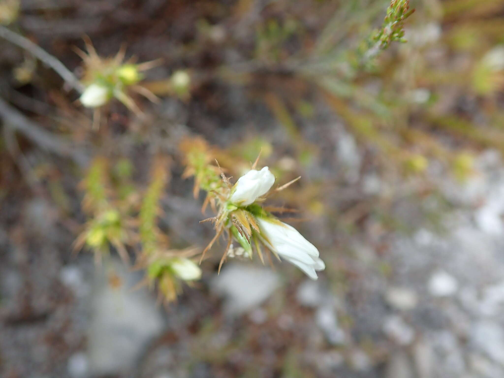 Image of Roella dregeana var. dregeana