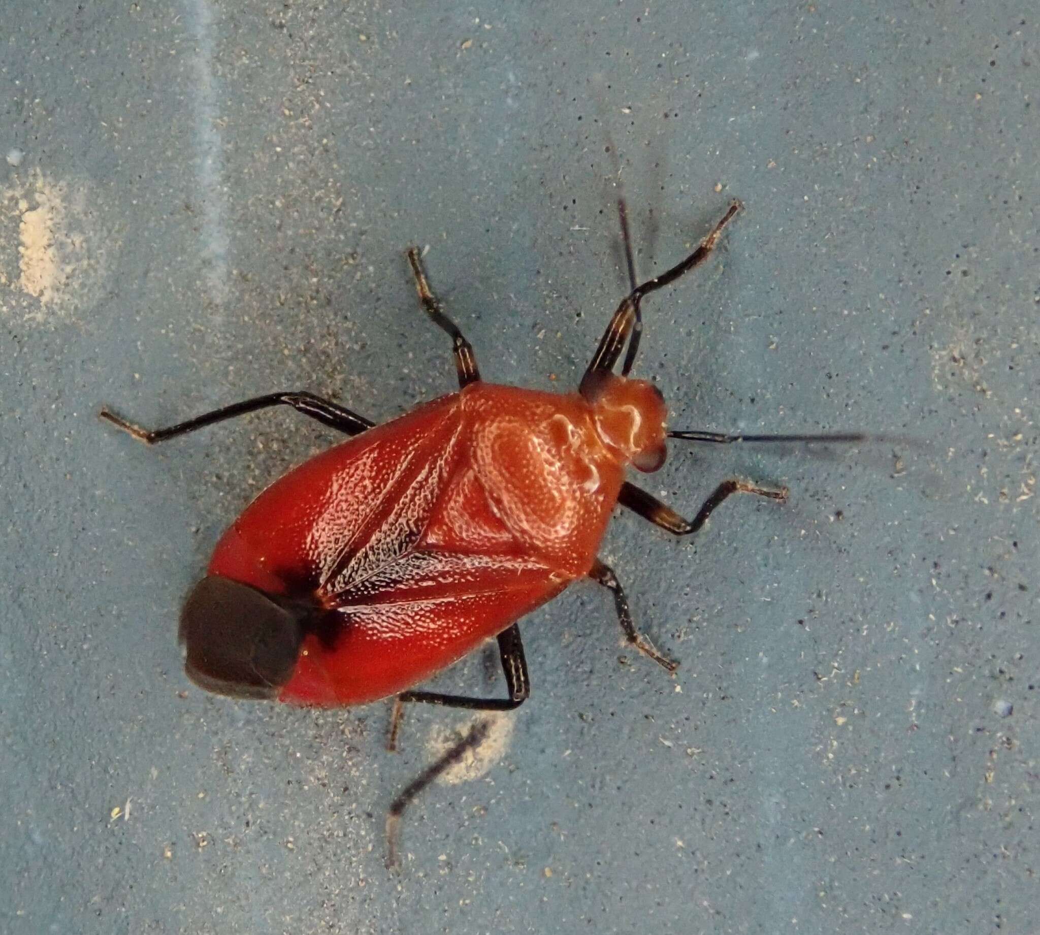 Tropidosteptes cardinalis Uhler 1878的圖片