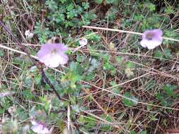 Image of Geranium holosericeum Willd. ex Spreng.