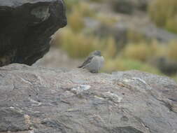 صورة Geospizopsis plebejus (Tschudi 1844)