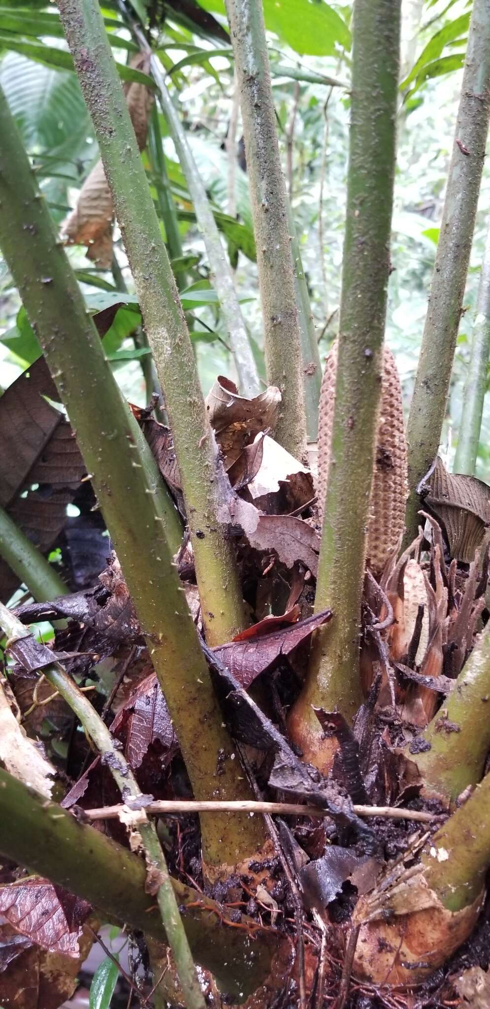 Image of Zamia lindenii Regel ex André