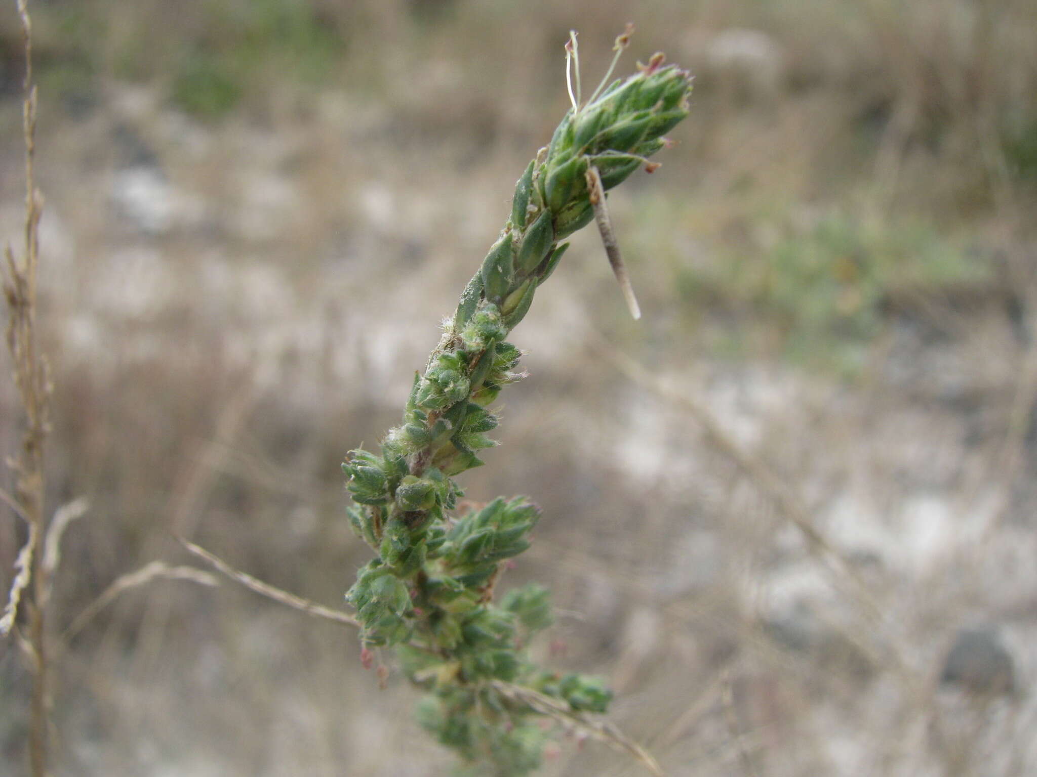 Слика од Camphorosma annua Pall.