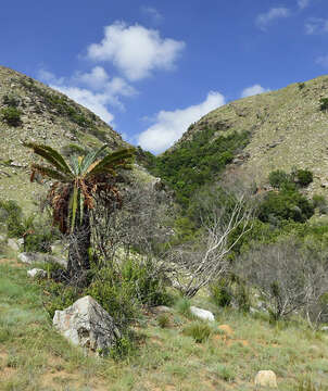 Image of Suurberg Cycad