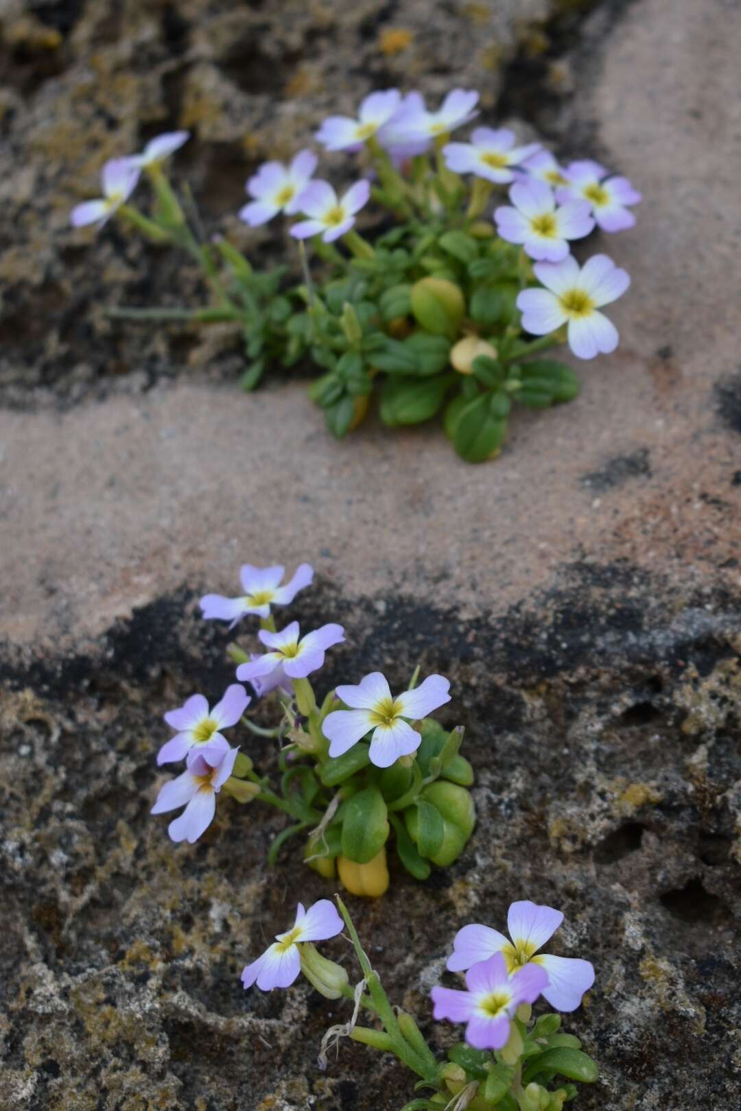 Image de Malcolmia flexuosa (Sm.) Sm.