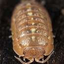 Image of Armadillidium decorum Brandt 1833