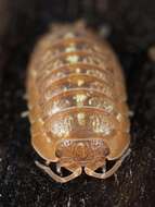 Image of Armadillidium decorum Brandt 1833