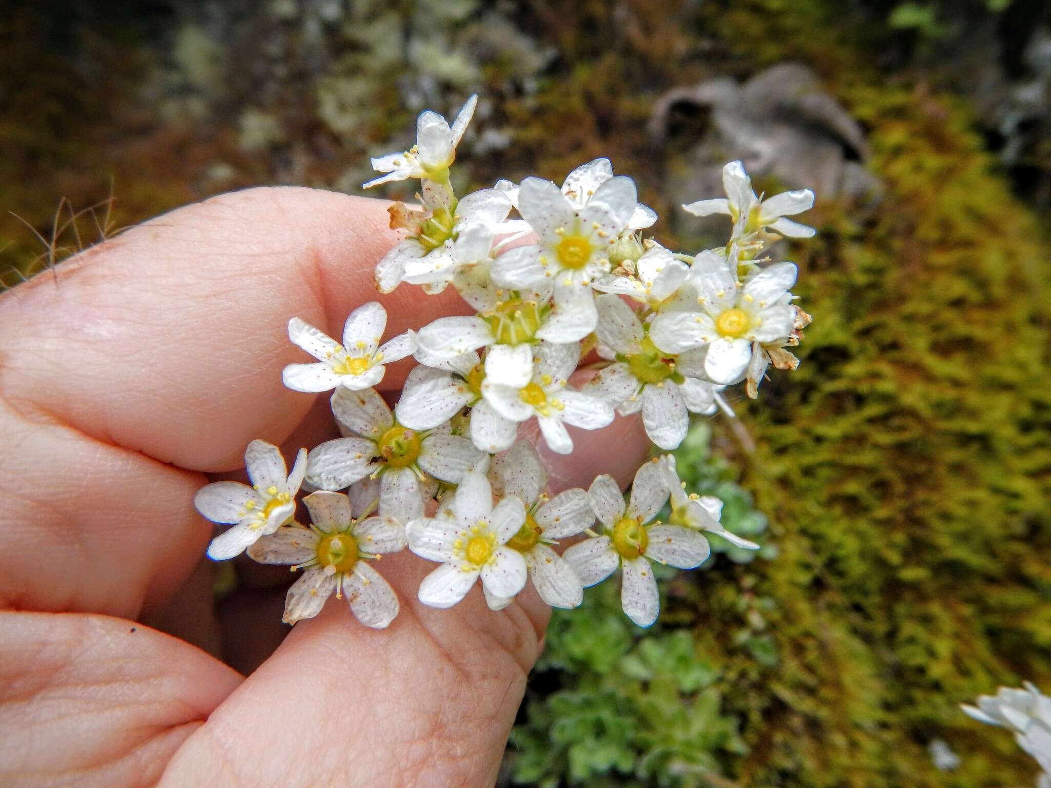 Image of Livelong Saxifrage